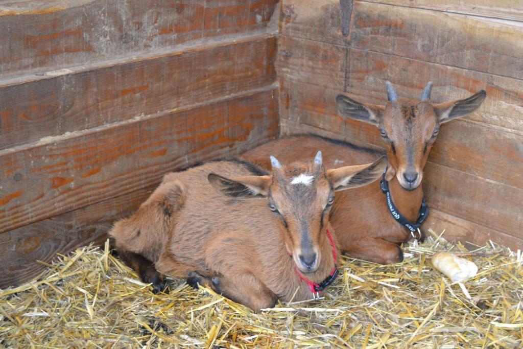 Gite La Gernelle Bouillon Kültér fotó